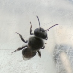 Leioproctus sp. (genus) at Borough, NSW - suppressed