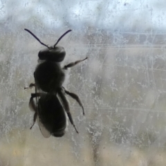 Leioproctus sp. (genus) at Borough, NSW - suppressed