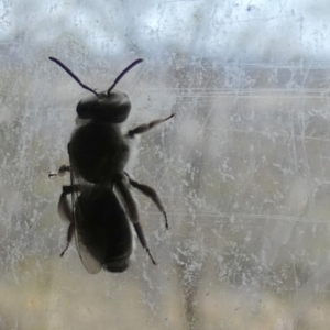 Leioproctus sp. (genus) at Borough, NSW - suppressed