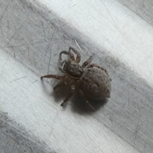 Maratus griseus at Borough, NSW - suppressed