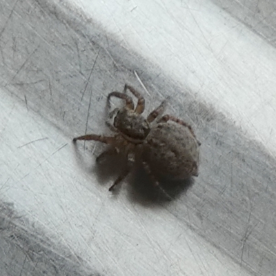 Maratus griseus (Jumping spider) at QPRC LGA - 24 Oct 2023 by Paul4K
