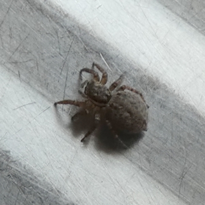 Maratus griseus (Jumping spider) at Borough, NSW - 24 Oct 2023 by Paul4K
