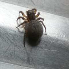 Maratus griseus at Borough, NSW - suppressed