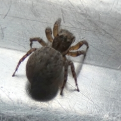 Maratus griseus at Borough, NSW - suppressed