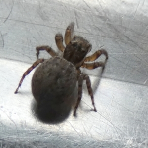 Maratus griseus at Borough, NSW - 24 Oct 2023