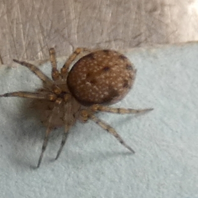 Unverified Spider by Paul4K