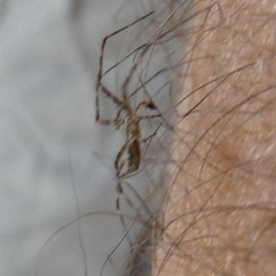 Tamopsis sp. (genus) (Two-tailed spider) at Borough, NSW - 24 Oct 2023 by Paul4K