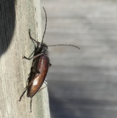 Homotrysis cisteloides (Darkling beetle) at Borough, NSW - 24 Oct 2023 by Paul4K