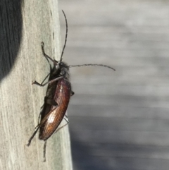 Homotrysis cisteloides (Darkling beetle) at Borough, NSW - 25 Oct 2023 by Paul4K