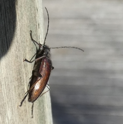 Homotrysis cisteloides (Darkling beetle) at Borough, NSW - 24 Oct 2023 by Paul4K