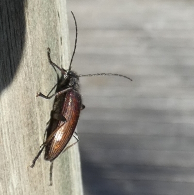 Homotrysis cisteloides (Darkling beetle) at Borough, NSW - 25 Oct 2023 by Paul4K