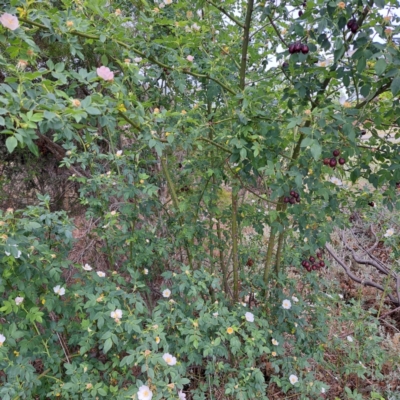 Rosa canina (Dog Rose) at Watson Green Space - 27 Oct 2023 by abread111