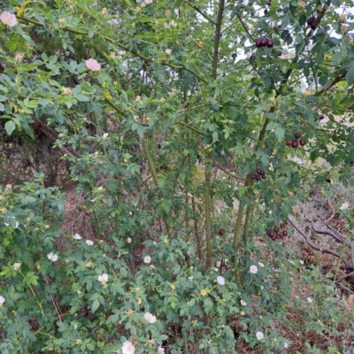 Rosa canina (Dog Rose) at Watson, ACT - 27 Oct 2023 by abread111