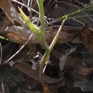 Calochilus campestris at Boro - 25 Oct 2023