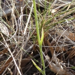 Calochilus campestris at Boro - 25 Oct 2023