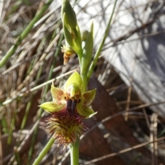 Calochilus campestris at Boro - 25 Oct 2023