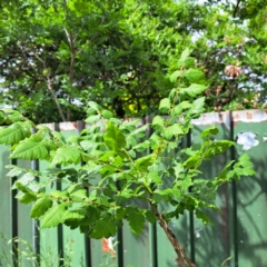 Koelreuteria paniculata (Golden Rain Tree) at Watson Green Space - 27 Oct 2023 by abread111