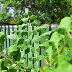 Koelreuteria paniculata at Watson Green Space - 28 Oct 2023