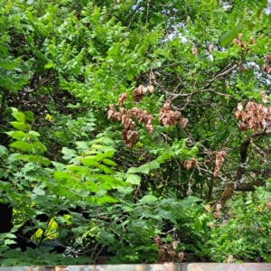 Koelreuteria paniculata at Watson Green Space - 28 Oct 2023 10:41 AM