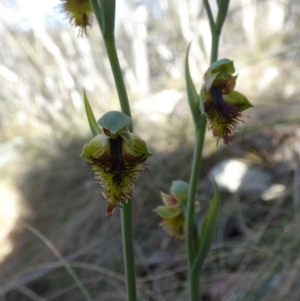 Calochilus montanus at Borough, NSW - 25 Oct 2023