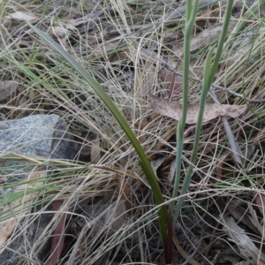 Calochilus montanus at Borough, NSW - 25 Oct 2023