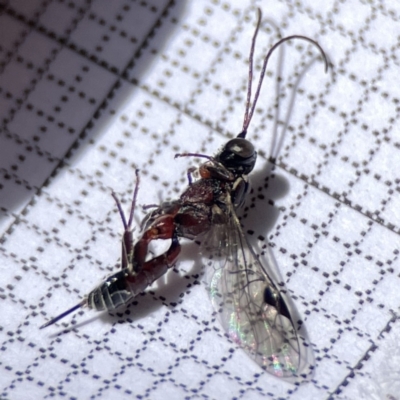 Unidentified Parasitic wasp (numerous families) at Braddon, ACT - 28 Oct 2023 by Hejor1