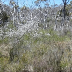 Leptospermum multicaule at QPRC LGA - 25 Oct 2023 by Paul4K