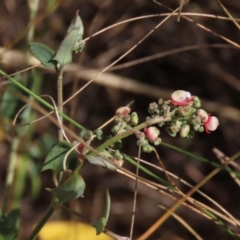 Einadia nutans subsp. nutans (Climbing Saltbush) at Bobundara, NSW - 7 Mar 2021 by AndyRoo