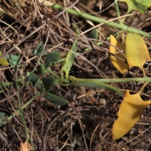 Einadia nutans subsp. nutans at Bobundara, NSW - 7 Mar 2021 11:40 AM