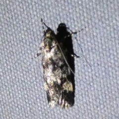 Barea codrella (A concealer moth) at Boro - 25 Oct 2023 by Paul4K