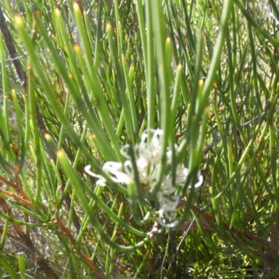 Hakea microcarpa (Small-fruit Hakea) at Borough, NSW - 26 Oct 2023 by Paul4K