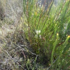 Hakea microcarpa at Borough, NSW - 26 Oct 2023