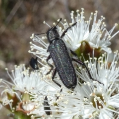 Eleale simplex (Clerid beetle) at Borough, NSW - 26 Oct 2023 by Paul4K