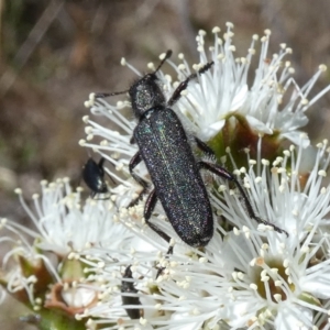 Eleale simplex at Borough, NSW - 26 Oct 2023