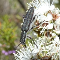 Eleale simplex at Borough, NSW - 26 Oct 2023