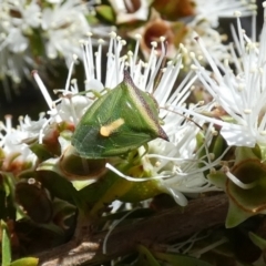Cuspicona stenuella (Shield bug) at Boro - 26 Oct 2023 by Paul4K