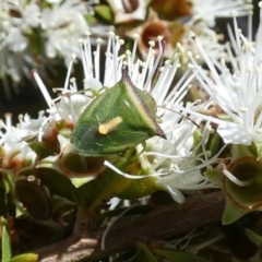 Cuspicona stenuella (Shield bug) at QPRC LGA - 26 Oct 2023 by Paul4K