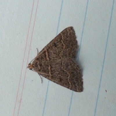 Dichromodes explanata (Fine-lined Heath Moth) at Boro - 26 Oct 2023 by Paul4K