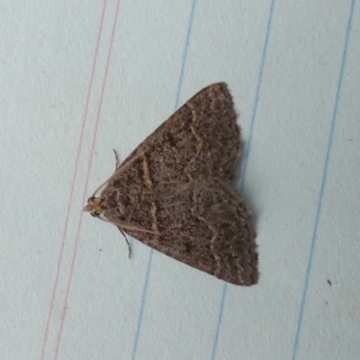 Dichromodes explanata (Fine-lined Heath Moth) at QPRC LGA - 27 Oct 2023 by Paul4K
