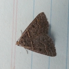 Dichromodes explanata at QPRC LGA - 27 Oct 2023