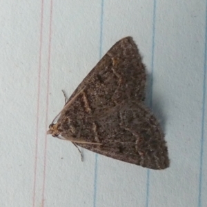 Dichromodes explanata at QPRC LGA - 27 Oct 2023