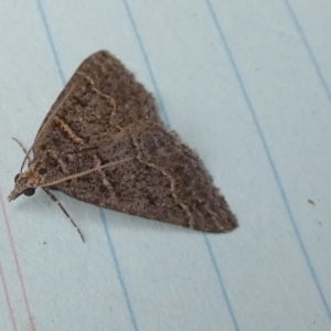 Dichromodes explanata at QPRC LGA - 27 Oct 2023