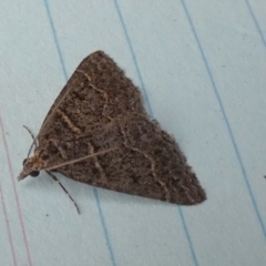 Dichromodes explanata at QPRC LGA - 27 Oct 2023