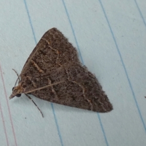 Dichromodes explanata at QPRC LGA - 27 Oct 2023