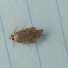 Unidentified Concealer moth (Oecophoridae) at Borough, NSW - 26 Oct 2023 by Paul4K