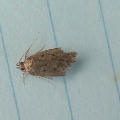 Unidentified Concealer moth (Oecophoridae) at Borough, NSW - 26 Oct 2023 by Paul4K