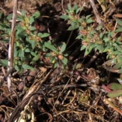 Paronychia brasiliana (Brazilian Whitlow) at Bobundara, NSW - 7 Mar 2021 by AndyRoo