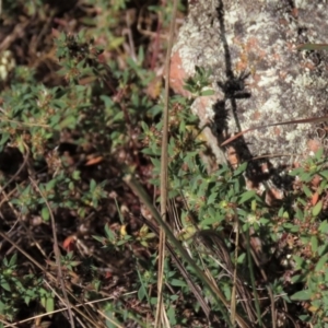 Paronychia brasiliana at Bobundara, NSW - 7 Mar 2021