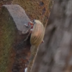 Edusella lineata at Borough, NSW - suppressed