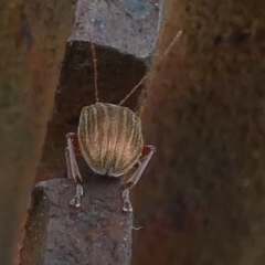 Edusella lineata at Borough, NSW - suppressed